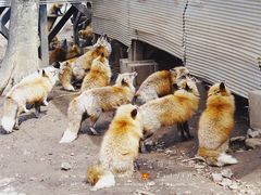 -宫城藏王狐狸村