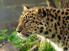 -宠物星动物医院·眼科·异宠·猫科(江南大道总院)