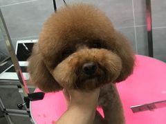 -宠福鑫康馨动物医院·骨科·眼科