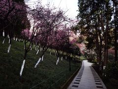 -龙头寺公园