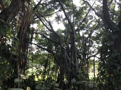 -大湾区中央湿地公园