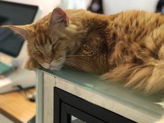 -Heymao猫咖.咖啡厅(东门店)