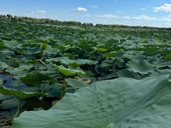 -白渔泡湿地公园