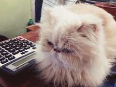 -猫色咖啡·猫咖