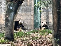 -都江堰中华大熊猫苑
