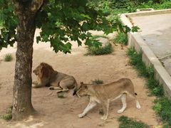 -西霞口神雕山野生动物世界