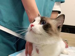 -安安宠医·安宠宠物医院