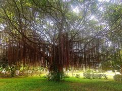 -东莞植物园