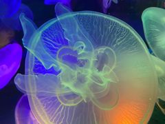 -太平洋海底世界