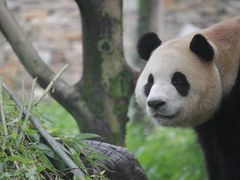 -卧龙中华大熊猫苑神树坪基地