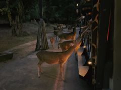 -清迈夜间动物园