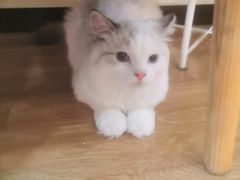 -滚猫咖啡·猫咖·猫友好撸猫(未来城店)