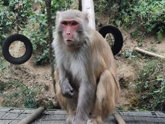 -西双版纳原始森林公园