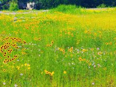 -西京湾花海