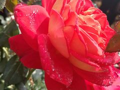 -人民公园(罗湖区)