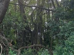 -大湾区中央湿地公园