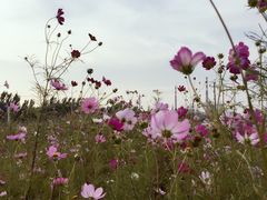 -河北省园博园