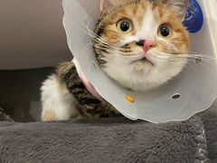 -中农国际动物医院24小时·猫科·骨科·急重症中心