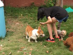 -翊宠yipet猫狗购宠庄园犬舍•猫舍