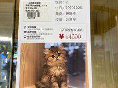 -屋虎猫馆(宝安大仟里店)