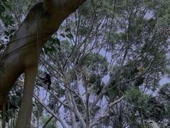 -深圳野生动物园