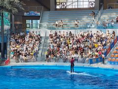 -海合安成都极地海洋公园