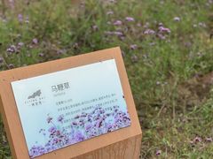 -西京湾花海