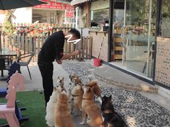 -柴犬高等学院·狗咖·柴犬售卖·宠物训练