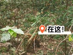 -梧桐山风景名胜区