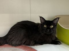 -青奢宠物·青奢猫舍