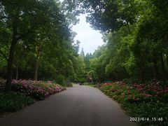 -上海滨江森林公园
