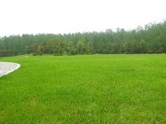 -合肥滨湖国家森林公园