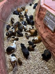 -Zoolung Zoolung动物主题公园(海信广场店)