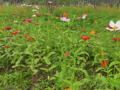 -桤木河湿地公园