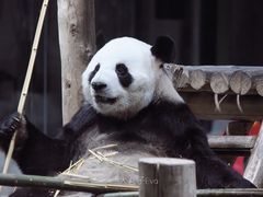 -栾川竹海野生动物园