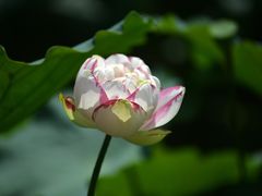 -陈家山荷花公园