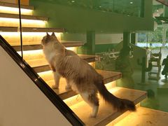 -飞行喵MR PILOT|猫舍·猫咖(静安大融城店)