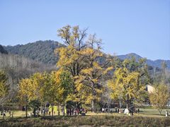 -千年银杏谷文化旅游区