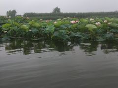 -荷塘月色湿地公园·向阳花洲