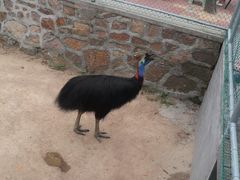 -西霞口神雕山野生动物世界