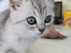 -艾吉宠物医院·疑难杂症转诊中心·猫友好(碧江路院)