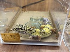 -酷以爬仙阁实体爬宠店·守宫·蜥蜴·专业繁育