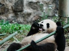 -都江堰中华大熊猫苑