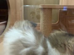 -爪爪喵星球·猫舍(卓悦中心店)