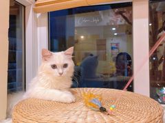 -猫にゃん · 猫的隐藏屋猫咖(麦地旗舰店)