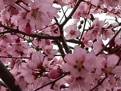 -桃花堤公园