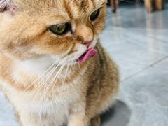 -猫小院猫主题餐厅(南锣旗舰店)