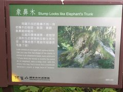 -阿里山神木遗迹