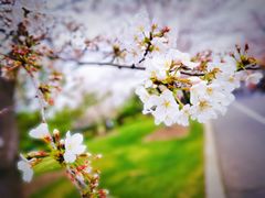 -上海辰山植物园