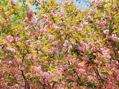 -长白岛森林公园